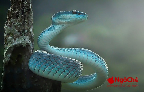 Lô đề hôm nay về bao nhiêu nếu mơ thấy rắn?