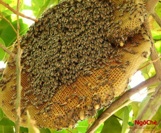 Mơ thấy tổ ong, con ong là điềm báo hung hay cát?