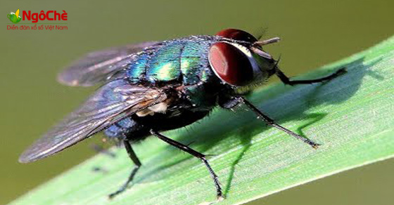 Con ruồi số mấy - Mơ thấy ruồi là điềm gì - ngoche.com