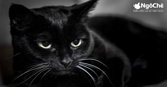 Ngủ mơ thấy mèo đen đánh số mấy - Mơ mèo đen có ý nghĩa tốt hay xấu?