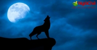 Nằm mơ thấy chó sói số mấy - Ý nghĩa giấc mơ thấy chó sói